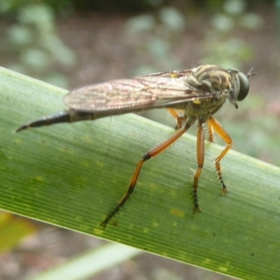 Cerdistus sp. (genus) (Slender Robber Fly) at Flynn, ACT - 5 Dec 2017 by Christine