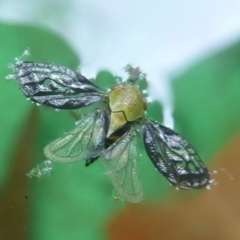 Chaetophyes compacta (Tube spittlebug) at Flynn, ACT - 5 Dec 2017 by Christine