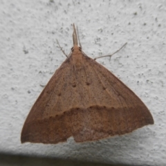 Epidesmia hypenaria (Long-nosed Epidesmia) at Flynn, ACT - 5 Dec 2017 by Christine