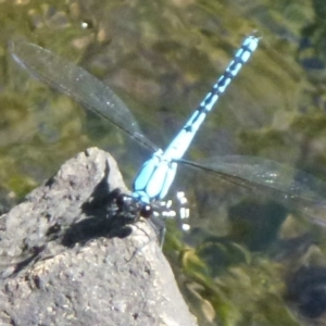 Diphlebia nymphoides at Paddys River, ACT - 29 Dec 2011 12:00 AM