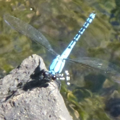 Diphlebia nymphoides (Arrowhead Rockmaster) at Paddys River, ACT - 28 Dec 2011 by Christine