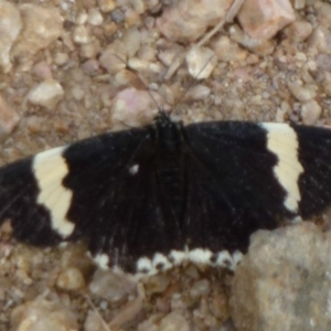 Eutrichopidia latinus at Wright, ACT - 25 Jan 2012