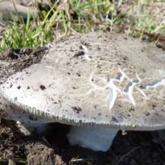 zz agaric (stem; gills white/cream) at Amaroo, ACT - 14 Feb 2012 by Christine