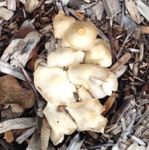 Agrocybe sp. at Garran, ACT - 5 Dec 2017 12:00 AM