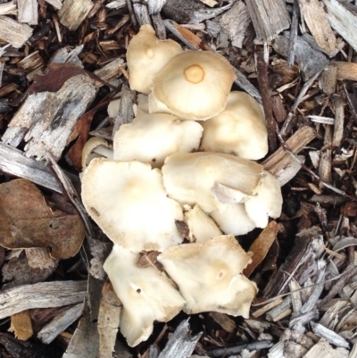 Agrocybe sp. at Garran, ACT - 4 Dec 2017 by ruthkerruish