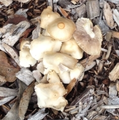 Agrocybe sp. at Garran, ACT - 5 Dec 2017 12:00 AM