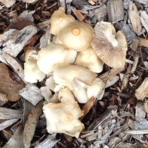 Agrocybe sp. at Garran, ACT - 5 Dec 2017 12:00 AM