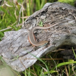 Carlia tetradactyla at Yass, NSW - 25 Oct 2017 11:28 AM