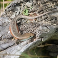 Carlia tetradactyla at Yass, NSW - 25 Oct 2017