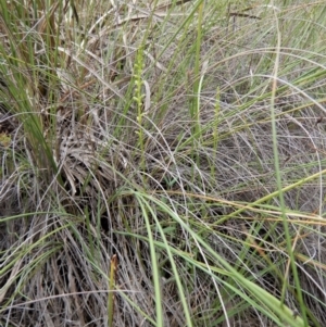 Microtis parviflora at Belconnen, ACT - 5 Dec 2017