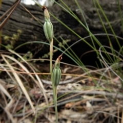 Calochilus platychilus (Purple Beard Orchid) at Aranda, ACT - 5 Dec 2017 by CathB