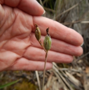 Calochilus platychilus at Aranda, ACT - suppressed