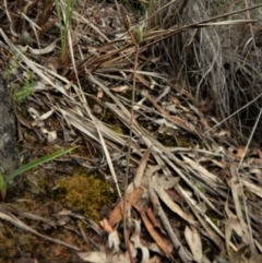 Calochilus platychilus at Aranda, ACT - suppressed