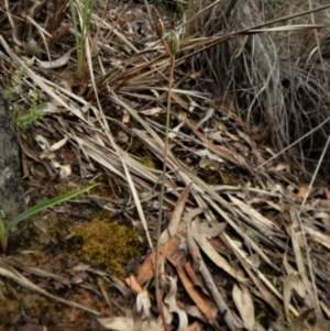 Calochilus platychilus at Aranda, ACT - suppressed