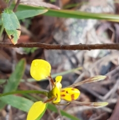 Diuris sulphurea (Tiger Orchid) at Michelago, NSW - 4 Dec 2017 by Lesleyishiyama