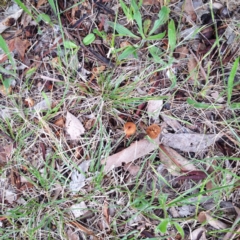 Laccaria sp. at Garran, ACT - 5 Dec 2017