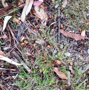 Laccaria sp. at Garran, ACT - 5 Dec 2017 05:53 PM