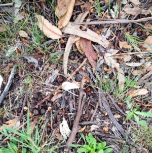 Laccaria sp. at Garran, ACT - 5 Dec 2017 05:53 PM