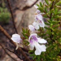 Prostanthera phylicifolia (Spiked Mint-bush) at Michelago, NSW - 4 Dec 2017 by Lesleyishiyama