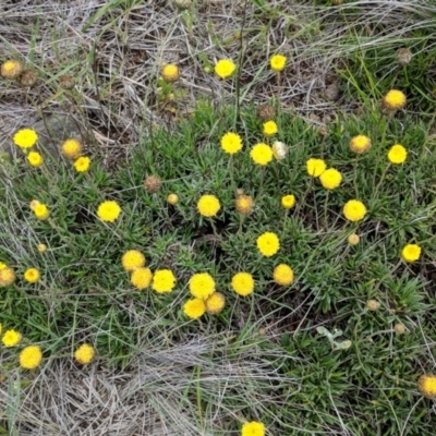 Rutidosis leiolepis (Monaro Golden Daisy) at Cooma Grasslands Reserves - 5 Dec 2017 by NickWilson