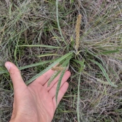 Plantago gaudichaudii (Narrow Plantain) at Cooma Grasslands Reserves - 5 Dec 2017 by NickWilson