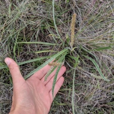 Plantago gaudichaudii (Narrow Plantain) at Polo Flat, NSW - 5 Dec 2017 by NickWilson