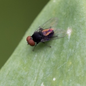 Platypezidae (family) at Higgins, ACT - 5 Dec 2017 10:56 AM