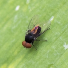 Platypezidae sp. (family) at Higgins, ACT - 5 Dec 2017