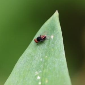 Platypezidae sp. (family) at Higgins, ACT - 5 Dec 2017