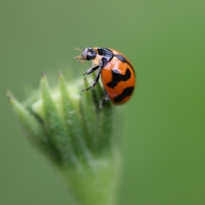 Coccinella transversalis (Transverse Ladybird) at Higgins, ACT - 5 Dec 2017 by Alison Milton