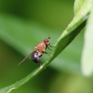 Lauxaniidae (family) at Higgins, ACT - 5 Dec 2017 11:23 AM