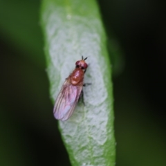 Lauxaniidae (family) at Higgins, ACT - 5 Dec 2017