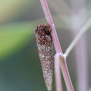 Lepidoscia (genus) IMMATURE at Higgins, ACT - 5 Dec 2017