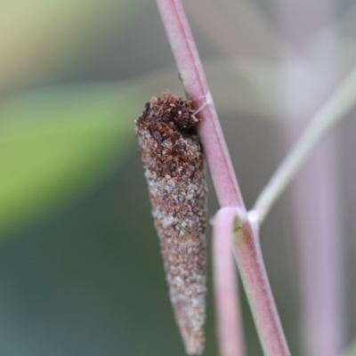 Lepidoscia (genus) IMMATURE (Unidentified Cone Case Moth larva, pupa, or case) at Higgins, ACT - 5 Dec 2017 by AlisonMilton