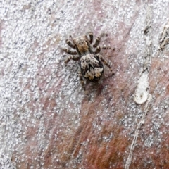 Servaea sp. (genus) (Unidentified Servaea jumping spider) at Higgins, ACT - 5 Dec 2017 by AlisonMilton