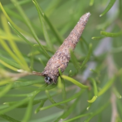 Conoeca or Lepidoscia (genera) IMMATURE (Unidentified Cone Case Moth larva, pupa, or case) at Higgins, ACT - 6 Dec 2017 by AlisonMilton