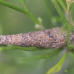 Conoeca or Lepidoscia (genera) IMMATURE at Higgins, ACT - 6 Dec 2017