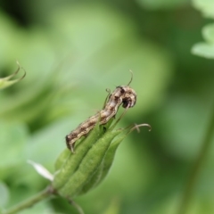 Helicoverpa armigera (Cotton bollworm, Corn earworm) at Higgins, ACT - 6 Dec 2017 by AlisonMilton