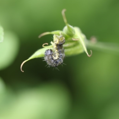 Helicoverpa armigera (Cotton bollworm, Corn earworm) at Higgins, ACT - 6 Dec 2017 by Alison Milton