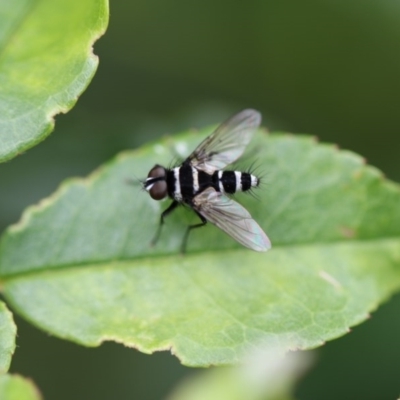 Trigonospila sp. (genus) (A Bristle Fly) at Higgins, ACT - 6 Dec 2017 by AlisonMilton