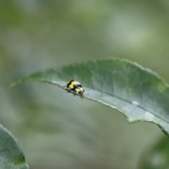 Illeis galbula (Fungus-eating Ladybird) at Higgins, ACT - 6 Dec 2017 by AlisonMilton