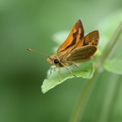 Ocybadistes walkeri (Green Grass-dart) at Higgins, ACT - 6 Dec 2017 by AlisonMilton