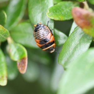 Ellipsidion australe at Higgins, ACT - 6 Dec 2017