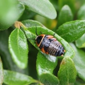 Ellipsidion australe at Higgins, ACT - 6 Dec 2017