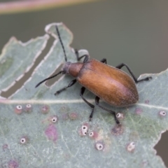 Ecnolagria grandis (Honeybrown beetle) at Higgins, ACT - 6 Dec 2017 by Alison Milton