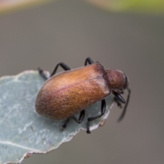 Ecnolagria grandis at Higgins, ACT - 6 Dec 2017