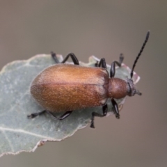 Ecnolagria grandis at Higgins, ACT - 6 Dec 2017