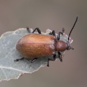 Ecnolagria grandis at Higgins, ACT - 6 Dec 2017 01:50 PM