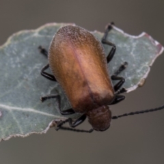 Ecnolagria grandis at Higgins, ACT - 6 Dec 2017 01:50 PM