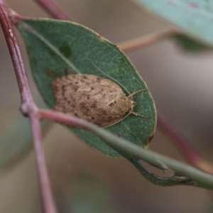 Garrha carnea at Higgins, ACT - 6 Dec 2017 01:54 PM